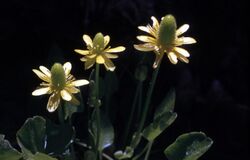 Ranunculuscymbalaria.jpg