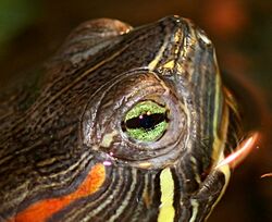 head of a red-eared slider turtle
