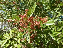 Schinus terebinthifolia, loof en vrugte, a, Pretoria.jpg