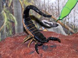 Scorpiones - Palaeophonus nuncius.JPG