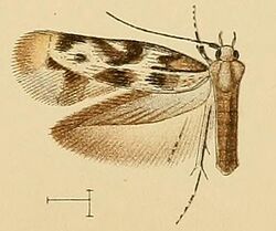 Scythris petrella.JPG