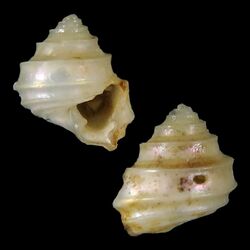 Seashell Seguenzia beloni.jpg