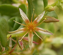 Sedum oxypetalum 04 ies.jpg