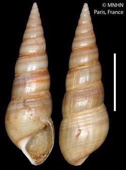 Senckenbergia pleuroceroides (MNHN-IM-2000-21289).jpeg