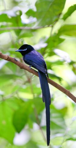 Seychelles Paradise-flycatcher.jpg