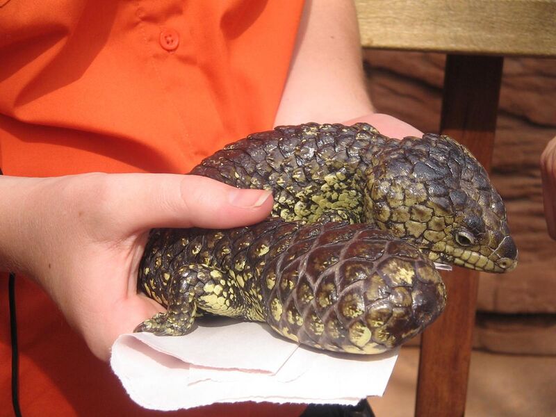 File:Shingleback lizard Australia.jpg