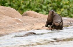 Smooth-coated otter, Tungabhadra River Bank, Humpi, Karnataka, India