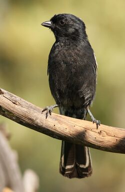 Southern Black Tit, Parus niger, at Pilanesberg National Park, Northwest Province, South Africa (16834192359).jpg