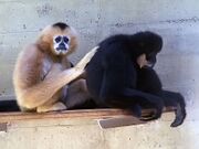 Black gibbon and brown gibbon