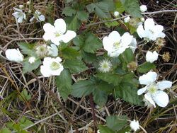 Starr 010423-0032 Rubus argutus.jpg