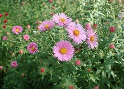 Symphyotrichum novae-angliae 'Harrington's Pink' kz02.jpg