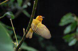 Taveta Golden Weaver.jpg