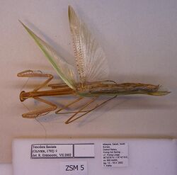 Tenodera fasciata 2.jpg