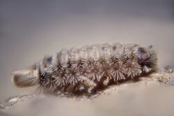 The strangest millipede ever ... (8053641856).jpg