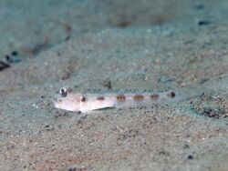 Threadfin mudgoby (Oxyurichthys notonema) (48852983271).jpg