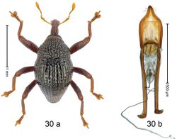 Trigonopterus idefix (10.3897-zookeys.828.32200) Figure 30.jpg