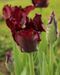 Tulipa Black Parrot.JPG