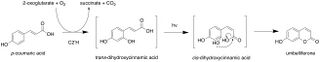 Hydroxylation and photoisomerization of coumaric acid to umbelliferone