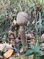 Unopened parasol mushroom.jpg