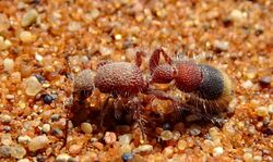 Velvet ant in Namib-Naukluft National Park.JPG