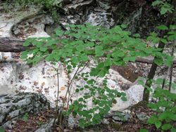 Viburnum bracteatum.jpg