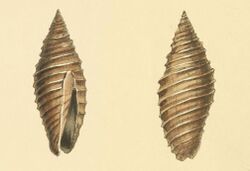 Zoological Illustrations Tiara sulcata.jpg