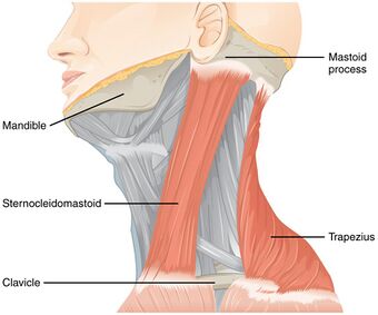 1610 Muscles Controlled by the Accessory Nerve-02.jpg