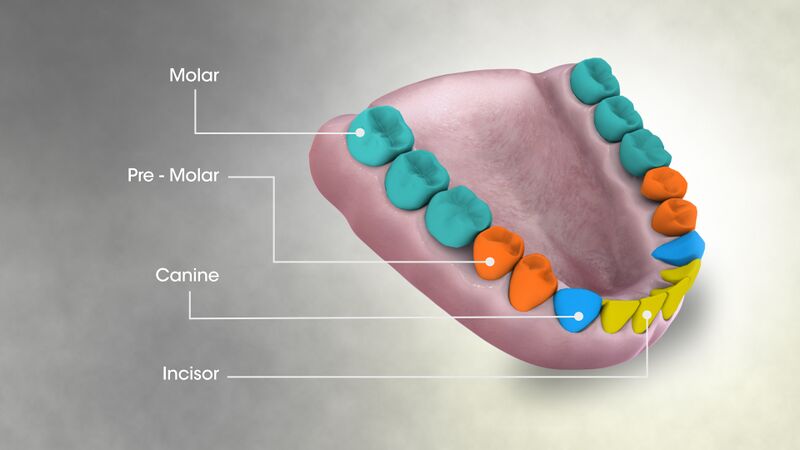 File:3D Medical Animation Still Showing Types of Teeth.jpg