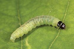 Acleris ferrugana larva.jpg