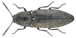 Actenicerus sjaelandicus (Mueller, 1764) (23591525509).png