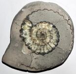 Aegoceras lataecosta (fossil ammonite) (Lower Jurassic).jpg