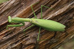 Alalomantis muta Mantodea from Central African Republic 1 (cropped).jpg