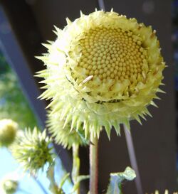Alfredia cernua, large flower head.jpg