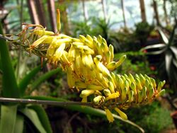 Aloe officinalis (inflorescence) 02.JPG