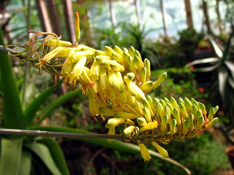 File:Aloe officinalis (inflorescence) 02.JPG
