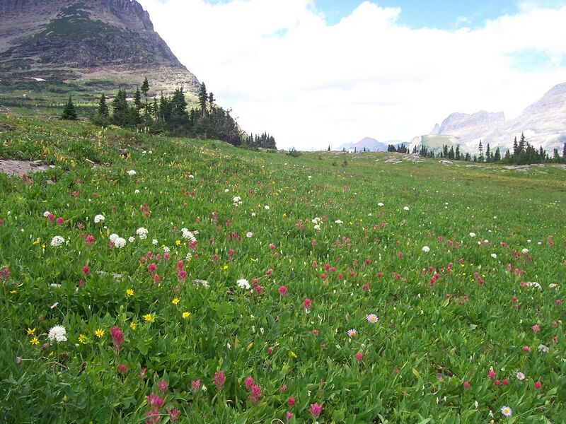 File:Alpine flora logan pass.jpg
