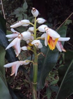 Alpinia malaccensis 01.JPG