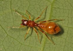 Ant-mimic Jumping Spider - Synemosina formica, Leesylvania State Park, Woodbridge, Virginia - 15548258382.jpg