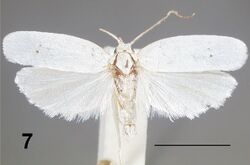 Antaeotricha albulella male.jpg