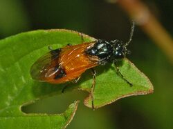 Argidae - Arge cyanocrocea.JPG