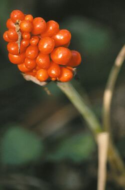 Arisaema triphyllum fruit.jpg