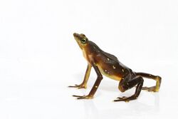Atelopus glyphus, Pirre Harlequin Frog.jpg