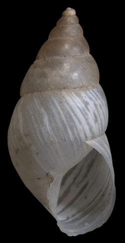 Bostryx fragilis shell.png