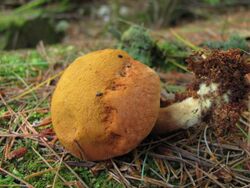 Buchwaldoboletus lignicola 102704.jpg