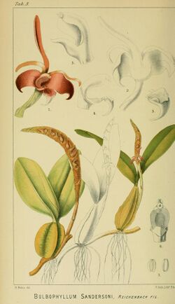 Bulbophyllum sandersonii - Harry Bolus - Orchids of South Africa - volume I tab. 3 (1896).jpg