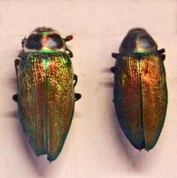 Buprestidae - Euchroma gigantea.jpg