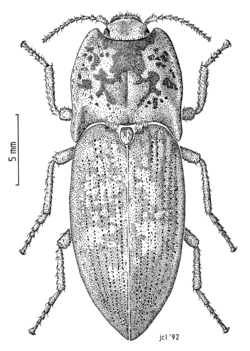 COLE Elateridae Amychus manawatawhi.png