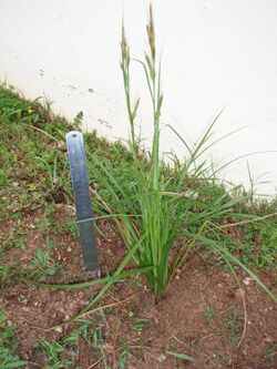 Carex bermudiana-00.JPG