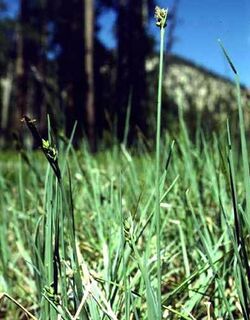 Carex livida.jpg