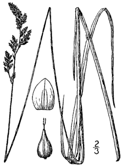 Carex prairea BB-1913.png